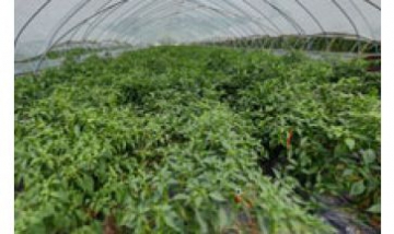 樂購(gòu)家庭農(nóng)場(chǎng)全景圖