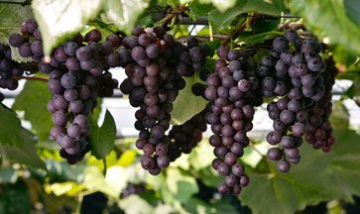 岱山林業(yè)有限公司全景圖