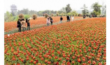 宜昌藍(lán)駿軟件有限公司全景圖